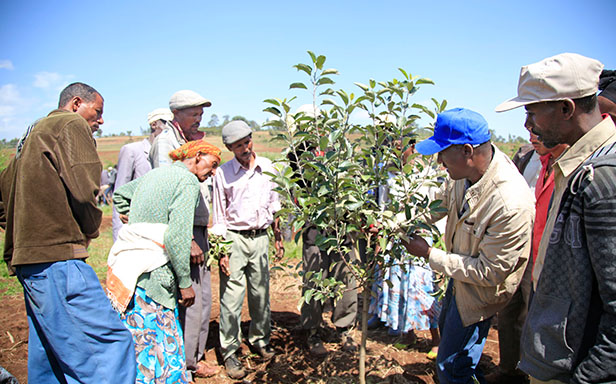 Männer pflanzen einen Apfelbaum (Foto)
