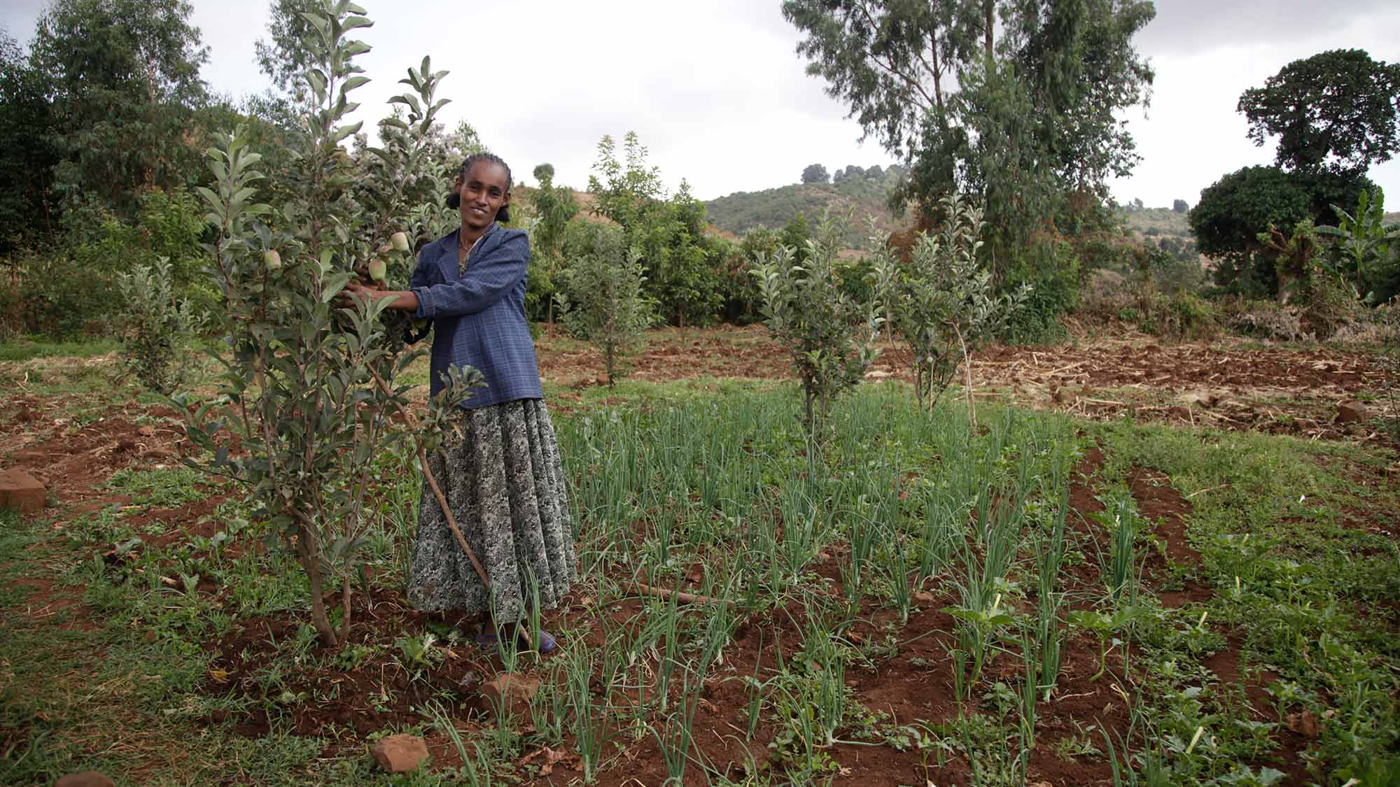 Chabaky Nugsa kann schon die ersten Äpfel ernten. In einem Kurs von Menschen für Menschen hat sie gelernt, wie sie die Bäume anpflanzen und pflegen muss. (Foto)