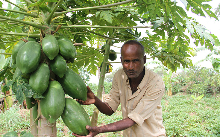 Tilahun vor seinem Papayabaum mit vielen Früchten (Foto)